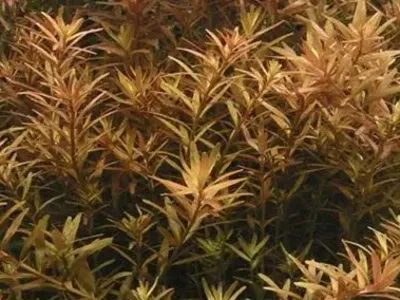 Rotala Rotundifolia