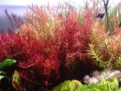 Rotala wallichii
