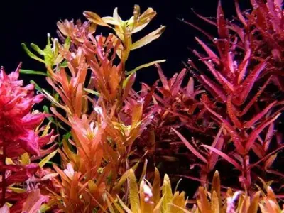 Rotala macrandra
