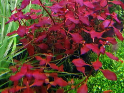 Ludwigia repens