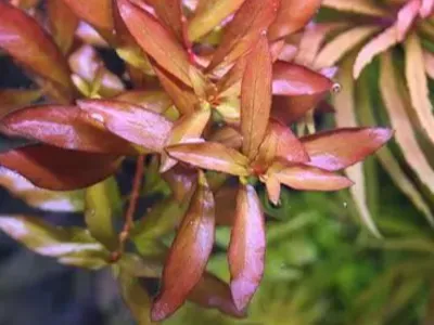 Ludwigia Palustris
