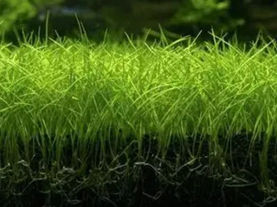 Dwarf hairgrass