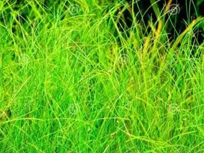 Medium hairgrass