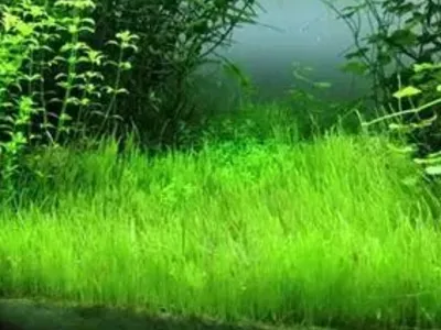 UG (Utricularia Graminifolia)