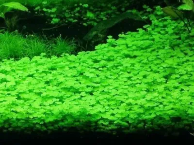 Hydrocotyle 'Japan'