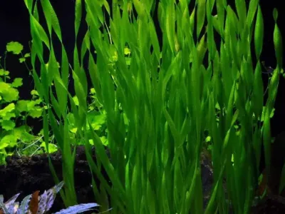 Spiral Vallisneria