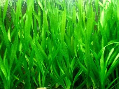 Giant Vallisneria