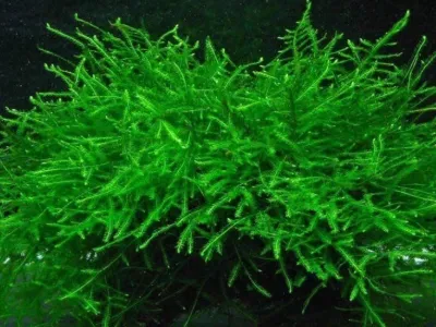 Java moss