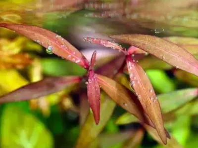 Persicaria Sao Paulo