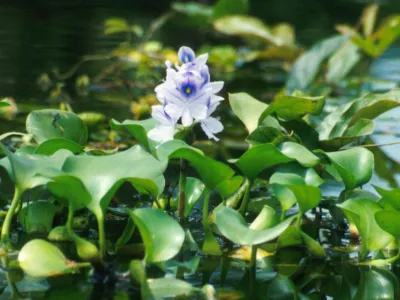 Water hyacinth