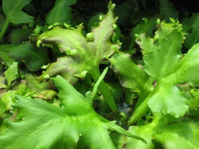 Floating Water Sprite