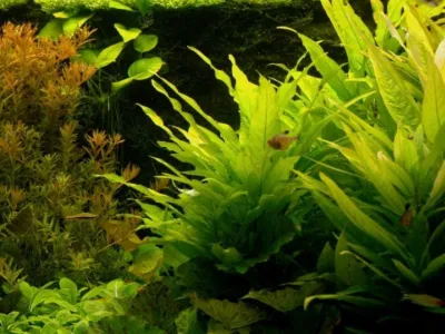 Aponogeton Boivinianus