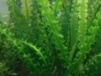 Aponogeton Longiplumulosus