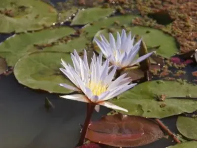 Micrantha water lily
