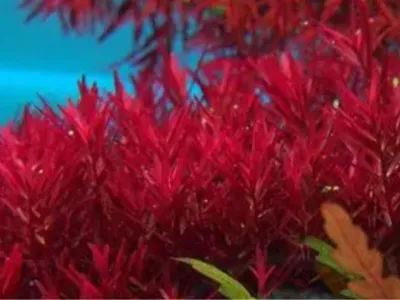 Rotala Vietnam H'ra