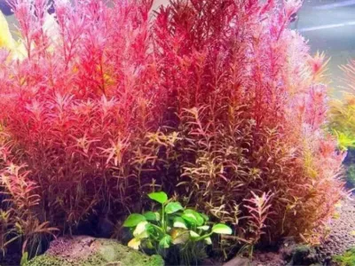 Rotala Red