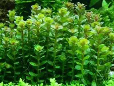 Rotala indica