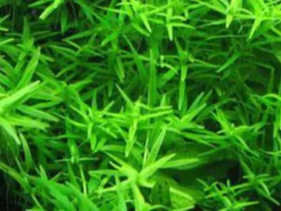 Rotala Green