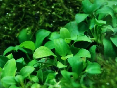 Anubias Barteri