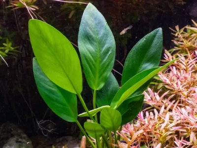 Anubias Hastifolia
