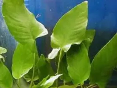 Anubias Gracilis