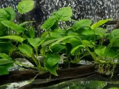 Anubias Congensis