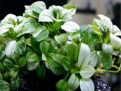 Anubias Snow White