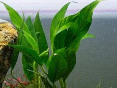 Anubias Lanceolata