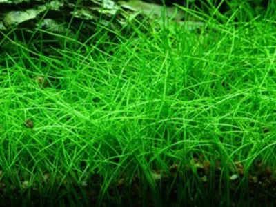Hairgrass Mini