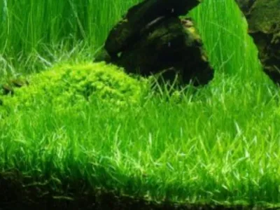 New Zealand Microsword