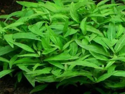 Staurogyne Porto Velho