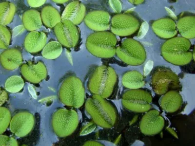 Salvinia Auriculata