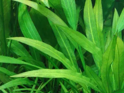 Pale‑leaved Sword palaefolius
