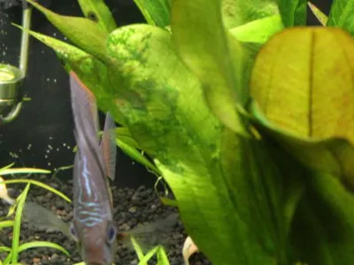 Sword “Little Bear”