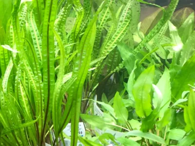 Cryptocoryne Balansae