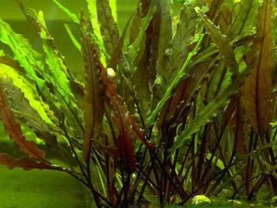 Wavy Cryptocoryne