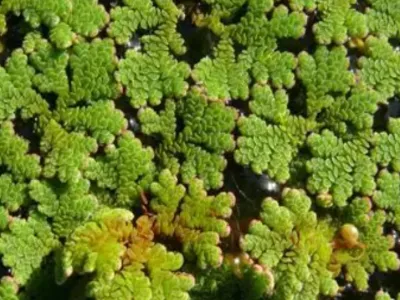 Azolla