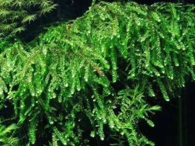 Callicostella Moss