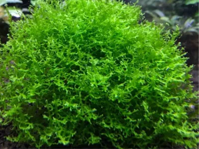 Coral Moss
