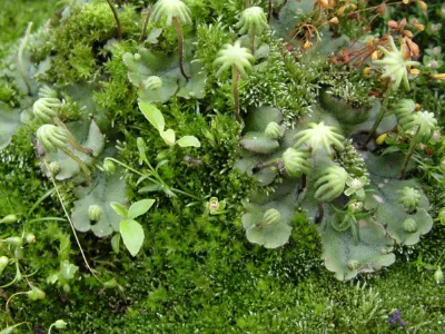 Marchantia