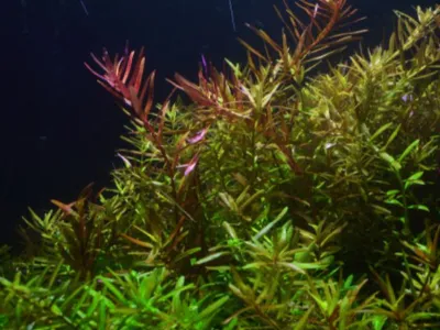 Rotala colorata
