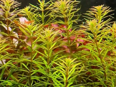 Rotala Bangladesh