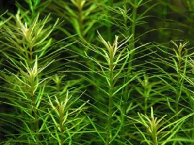Rotala Nanjenshan