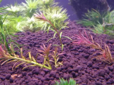 Rotala Goias