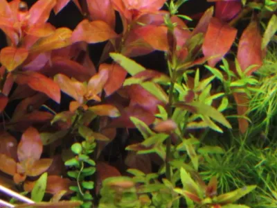 Ludwigia Rubin