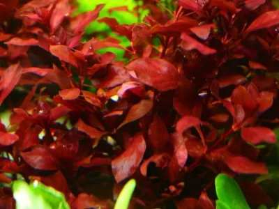 Ludwigia Super Red