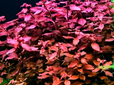 Ludwigia Mini Super Red