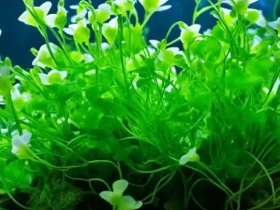 Bacopa australis
