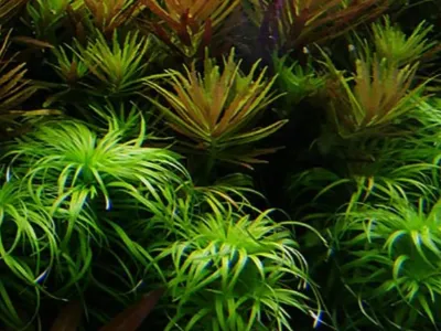 Limnophila aromatica