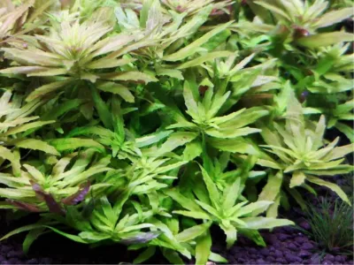 Limnophila Hippuridoides